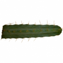Trichocereus bridgesii | 25–30 cm